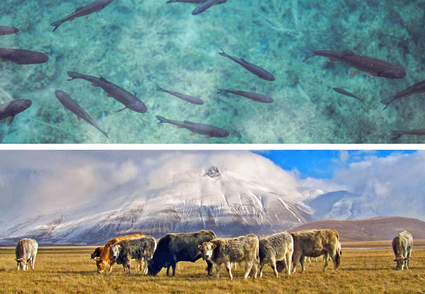 Free-range cattle vs. wild fish