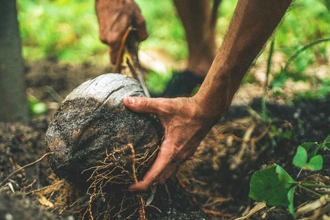 Opening a coconut in the jungle