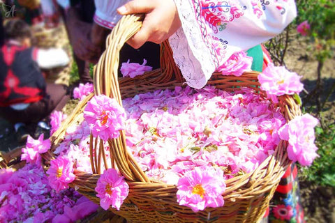 Picking Bulgarian Rose