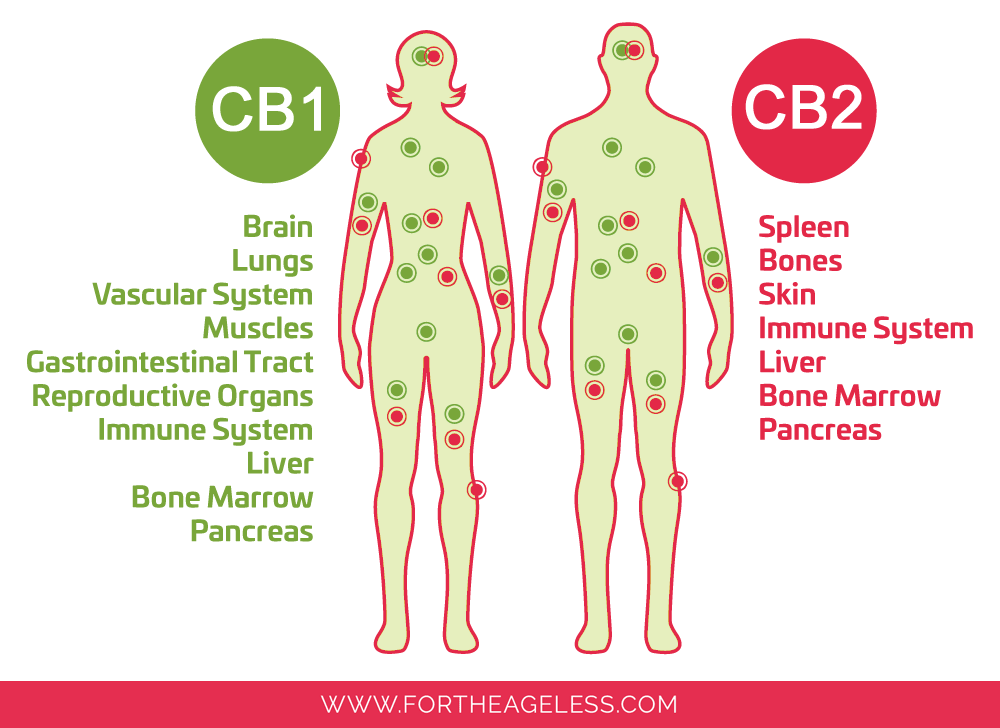 cb1-cb2-receptors