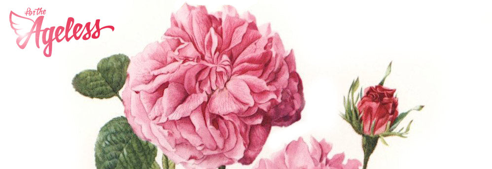 for the Ageless damask rose botanical