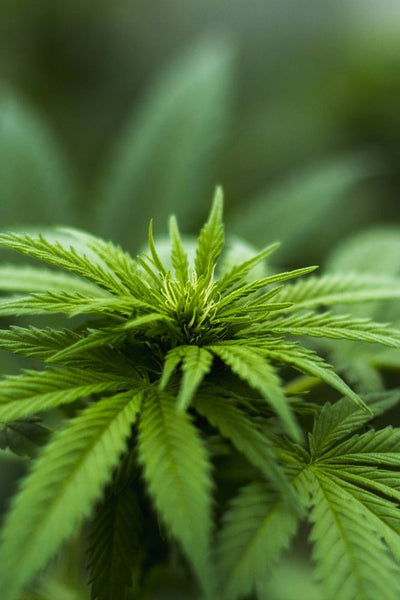 isolation of phytocannabinoids marijuana plant