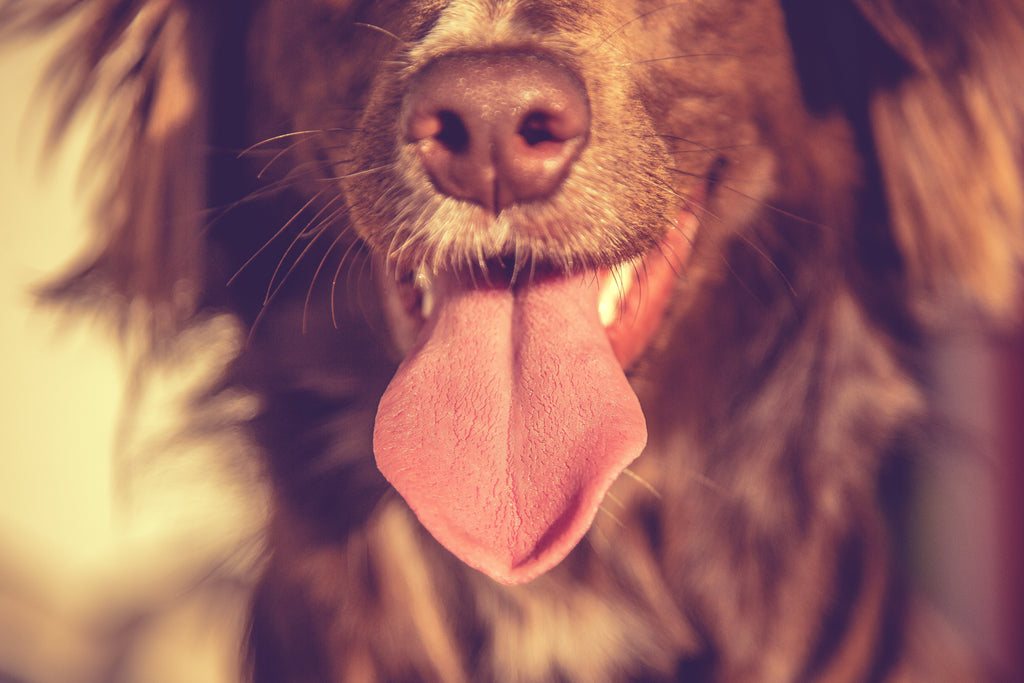 are dogs tongues really clean