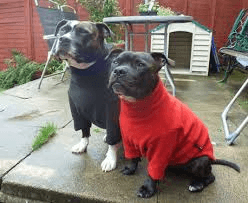 dog fleece jumper