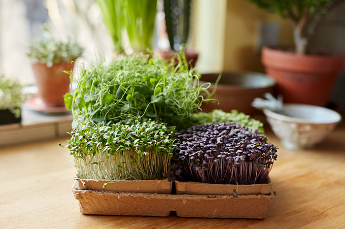 Microgreens Health Benefits And Growing Tips Allthatgrows