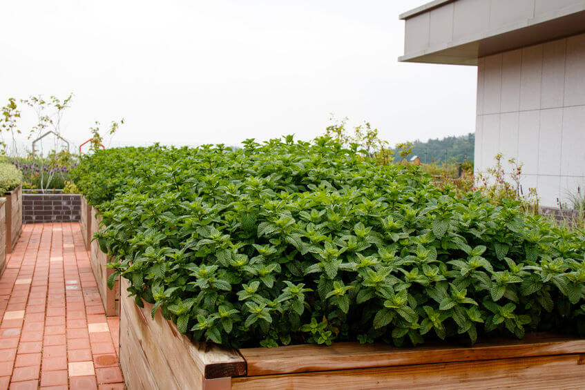 How You Should Start A Terrace Garden In Bangalore