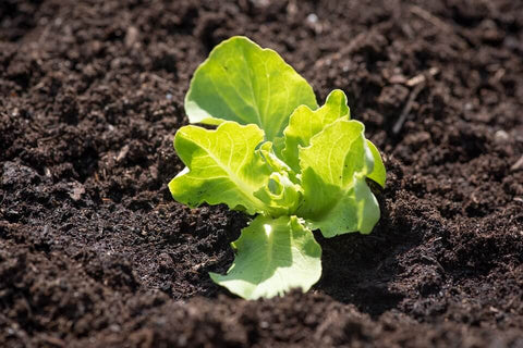 Transplanting Lettuce Seedlings