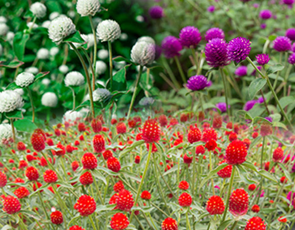 Gomphrena Choice Mixed Flower Seeds