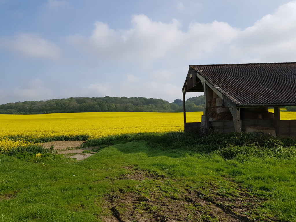 The bright yellow flowers of oilseed rape are a familiar sight in late Spring across the farmland on this route.