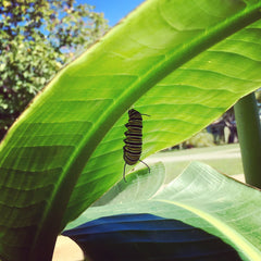 Monarch Preparing for Chrysalis Stage