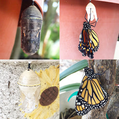 A New Monarch Butterfly Emerges