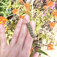 Monarch Caaterpillar