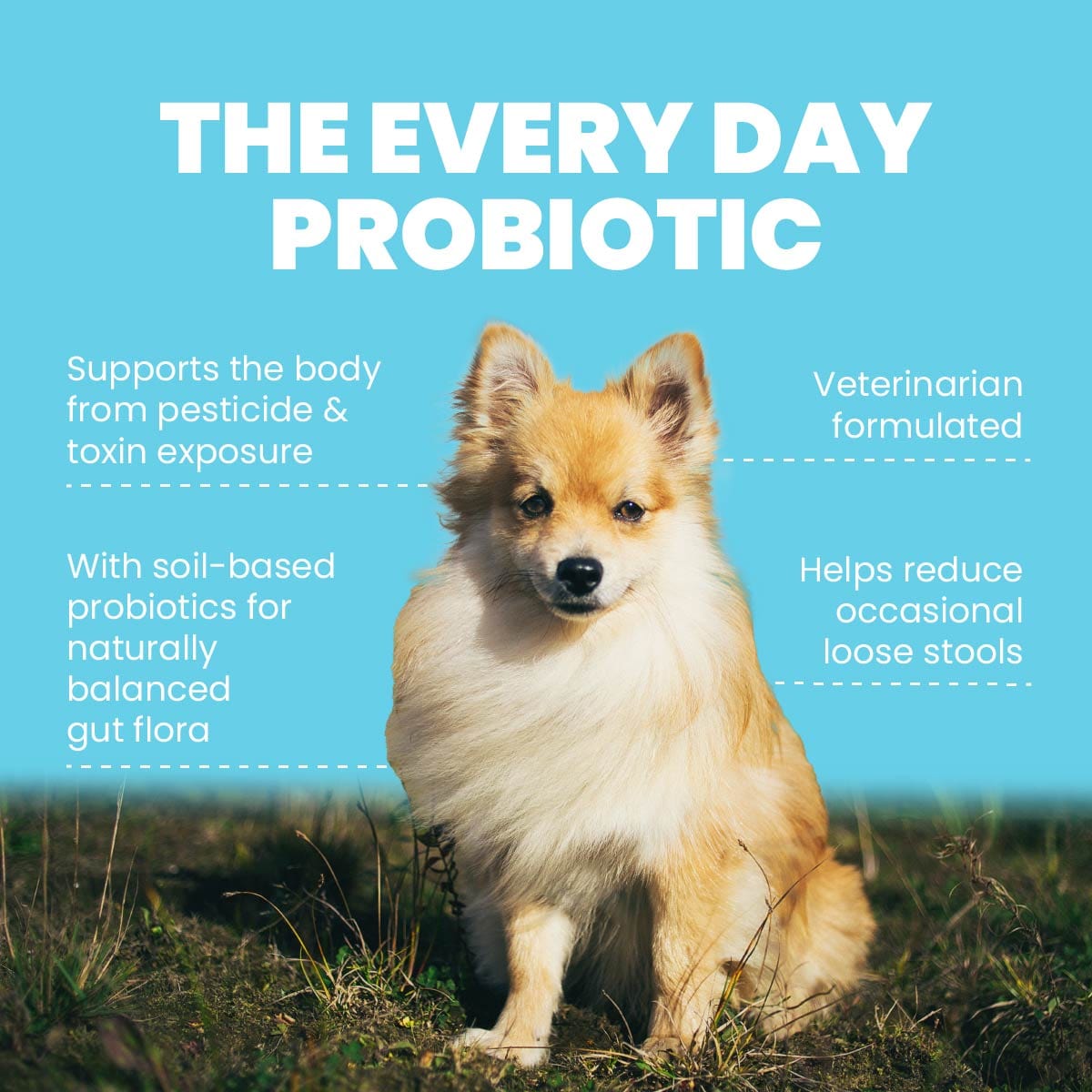 what kind of probiotic can i give my dog