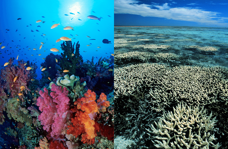 greenpeace coral reef bleaching