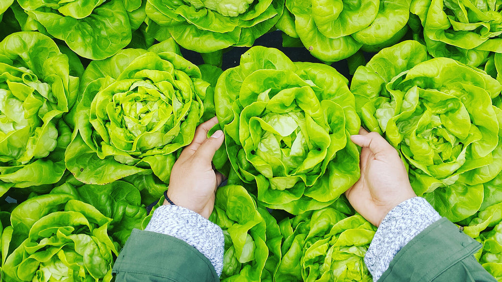 hands holding lettuce 