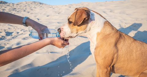 WalaBlog - Cómo mantener seguros a los  perros en temporada de calor