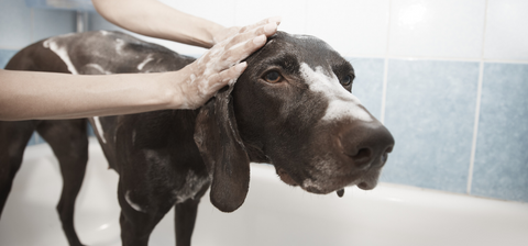 WalaBlog - Lo que debes saber para bañar a tu perro