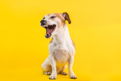 WalaBlog - Nó, no puedes contagiar a tu perro de gripa