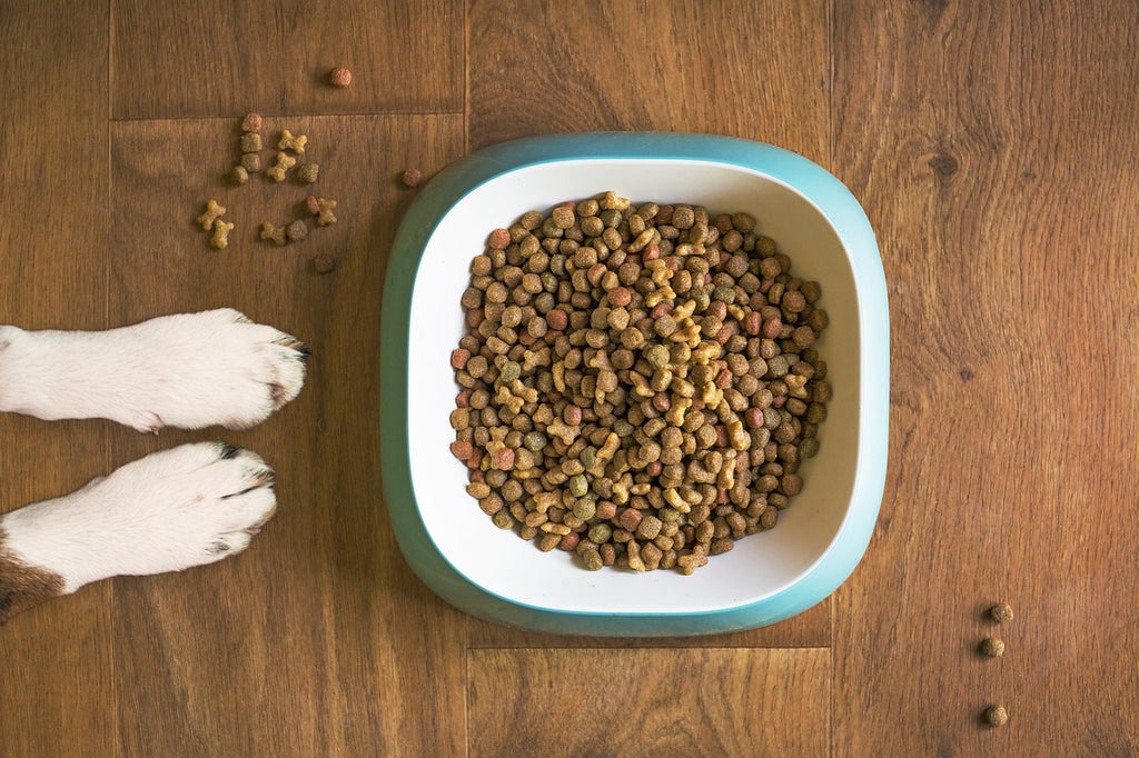 can dog food cause skin allergies