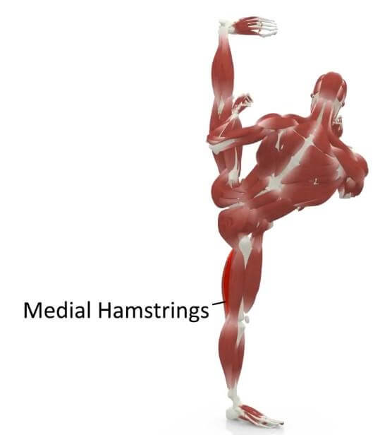 elasticsteel kicking side kick paul zaichik muscles medial hamstrings
