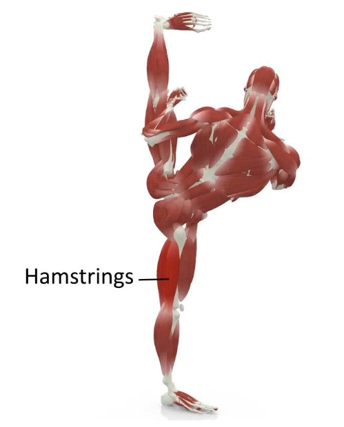 elasticsteel kicking side kick paul zaichik muscles hamstrings