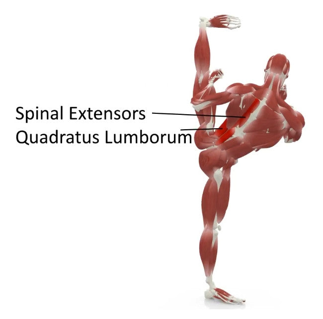 elasticsteel kicking side kick paul zaichik muscles spine extension extensors quadratus lumborum