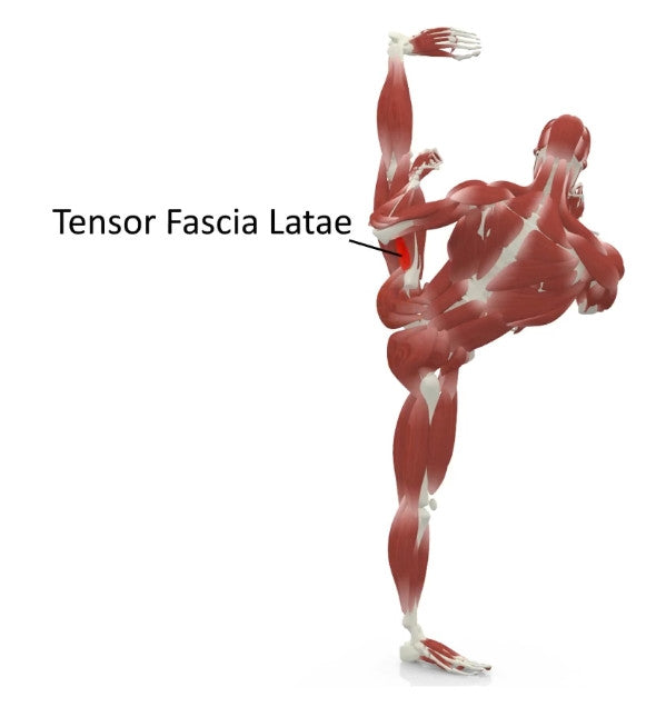 elasticsteel kicking side kick paul zaichik muscles tensor fascia lata latae