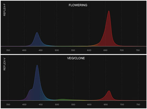 flowering-versus-veg-clone
