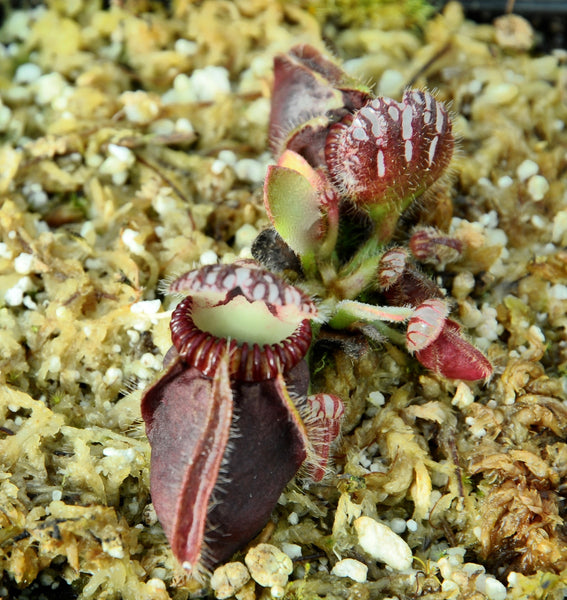 Cephalotus follicularis cv 'Eden Black'