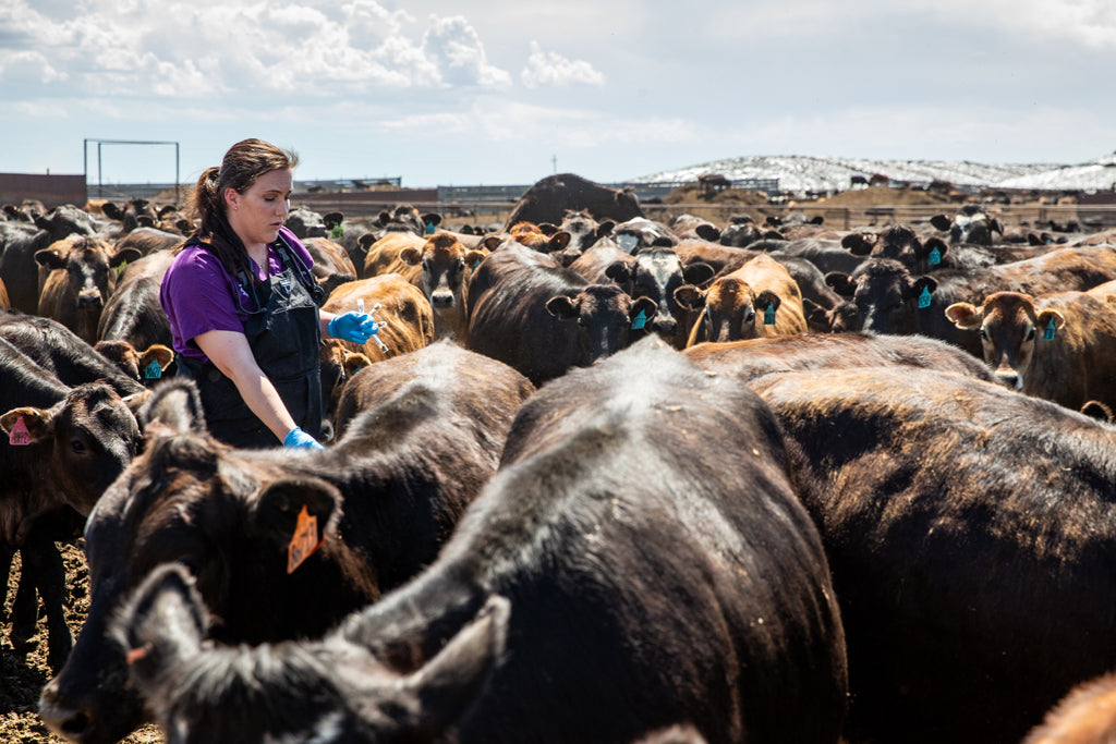 Tara among cows