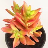 Plant - Crassula Erosula Campfire
