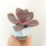 Collector's Succulent Plant Handmade Watercolour Pot
