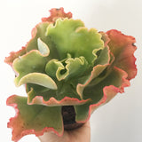 Plant - Echeveria Princess Lace