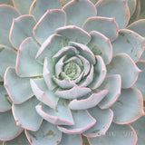 Plant - Echeveria Morning Light