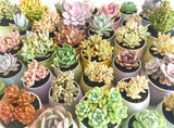 Collector's Succulent Plant Concrete Pot - Soul Made Boutique
