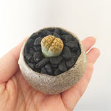Collector's Succulent Plant Stoneware Pot