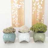 Collector's Succulent Plant Speckled Footed Pot - Soul Made Boutique