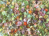 Assorted Succulent Cuttings (Miniatures) with Pots - Soul Made Boutique