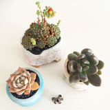 Collector's Succulent Plant Handmade Watercolour Pot