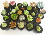 Plant - Echeveria Dondo