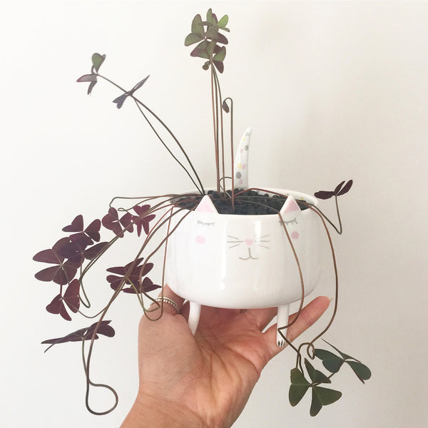 Assorted Oxalis Garden Kitty Pot - Soul Made Boutique