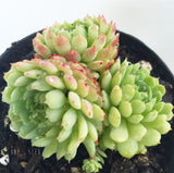 Plant - Echeveria Globulosa