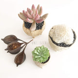 Collector's Succulent Plant Stoneware Pot - Soul Made Boutique