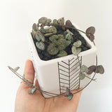 Collector's Succulent Plant Geometry Cube Pot - Soul Made Boutique