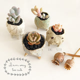 Collector's Succulent Plant Stoneware Pot