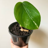 Plant - Variegated Monstera Deliciosa Plant