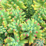 Plant - Sedum Pachyphyllum ( Blue Jelly Beans)