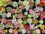 A Succulicious Succulent Sale