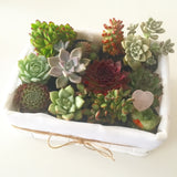 Assorted Succulent Plants White Basket - Soul Made Boutique