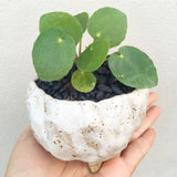 Plant - Pilea Pepermioides (Chinese Money Plant)